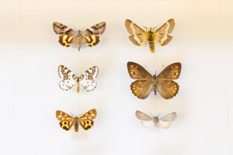 Bild: 2501 Schmetterlingsarten sind in Vorarlberg nachgewiesen
