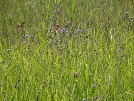 Bild: Streuewiese im Hochsommer 