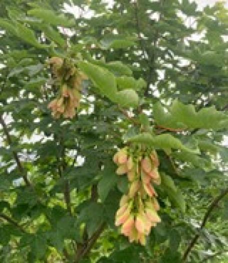 Bild: Erste Früchte der Ahorn-Saatgutplantage       