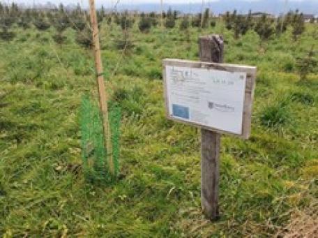 Bild: Lärchen-Saatgutplantage beim Landesforstgarten