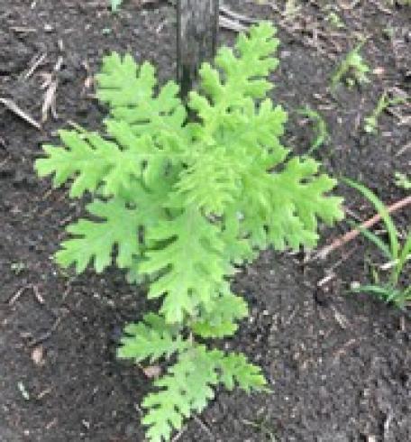 Bild: Ungarische Eiche-Quercus frainetto