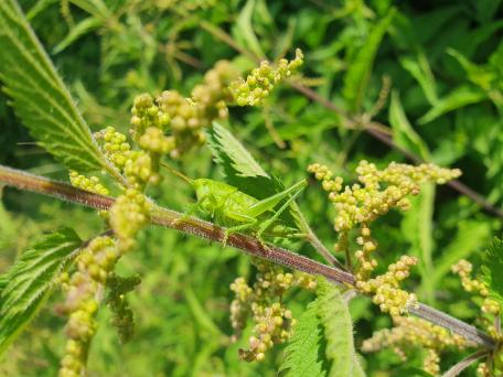 Bild: Grünes Heupferd