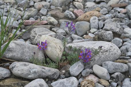 Bild: Alpen-Leinkraut