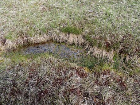 Bild: Charakteristische Moorschlenke im Kleinwalsertal 