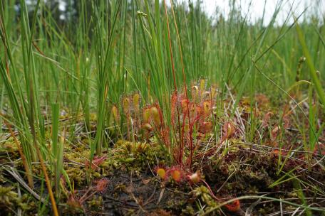 Bild: Langbl&auml;ttriger Sonnentau