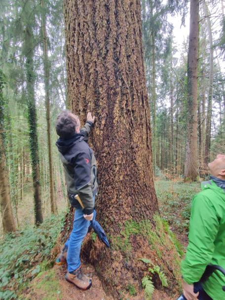 Bild: Die Douglasie liefert ein hervorragendes Holz und ist eine Bereicherung unserer W&auml;lder. Dieser Stamm im Stadtwald Bregenz w&uuml;rde mit &uuml;ber 50 m³ fast ausreichen, um daraus ein Holzhaus zu bauen.