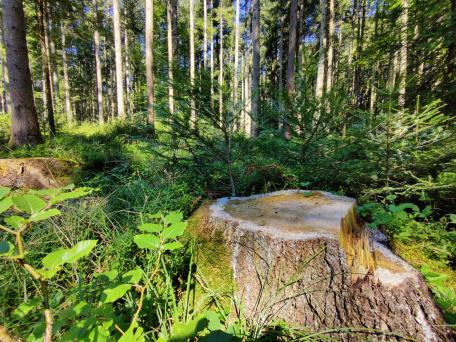 Bild: Wenn ein alter Baum geerntet wird, k&ouml;nnen junge Baumarten des Mischwaldes nachwachsen.