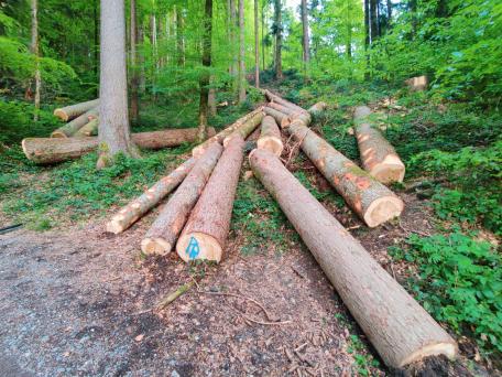 Bild: Nachhaltige Waldwirtschaft, wie hier in der N&auml;he von Dornbirn, liefert den Rohstoff Holz, schafft Arbeitspl&auml;tze und hilft mit, den Wirtschaftsraum im Tal zu sichern.