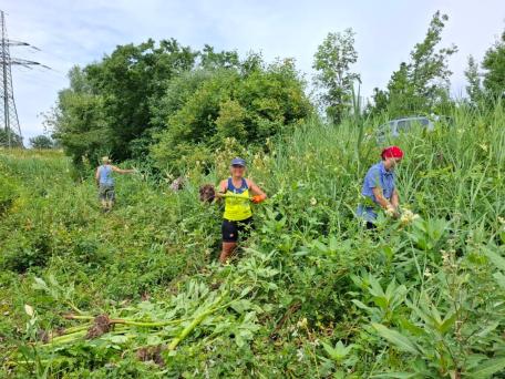 Bild: Springkraut rupfen im Wolfurter Ried