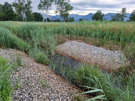 Bild: Bekassine, Kiebitz und Co. nutzen die abgeflachten Grabenb&ouml;schungen zur Nahrungssuche