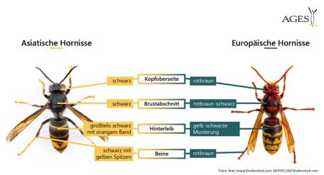 Bild: Grafik 1: Vergleich Asiatische Hornisse und Europ&auml;ische Hornisse. 